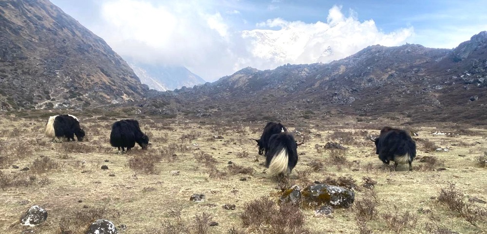 हिमालको काखमा याक